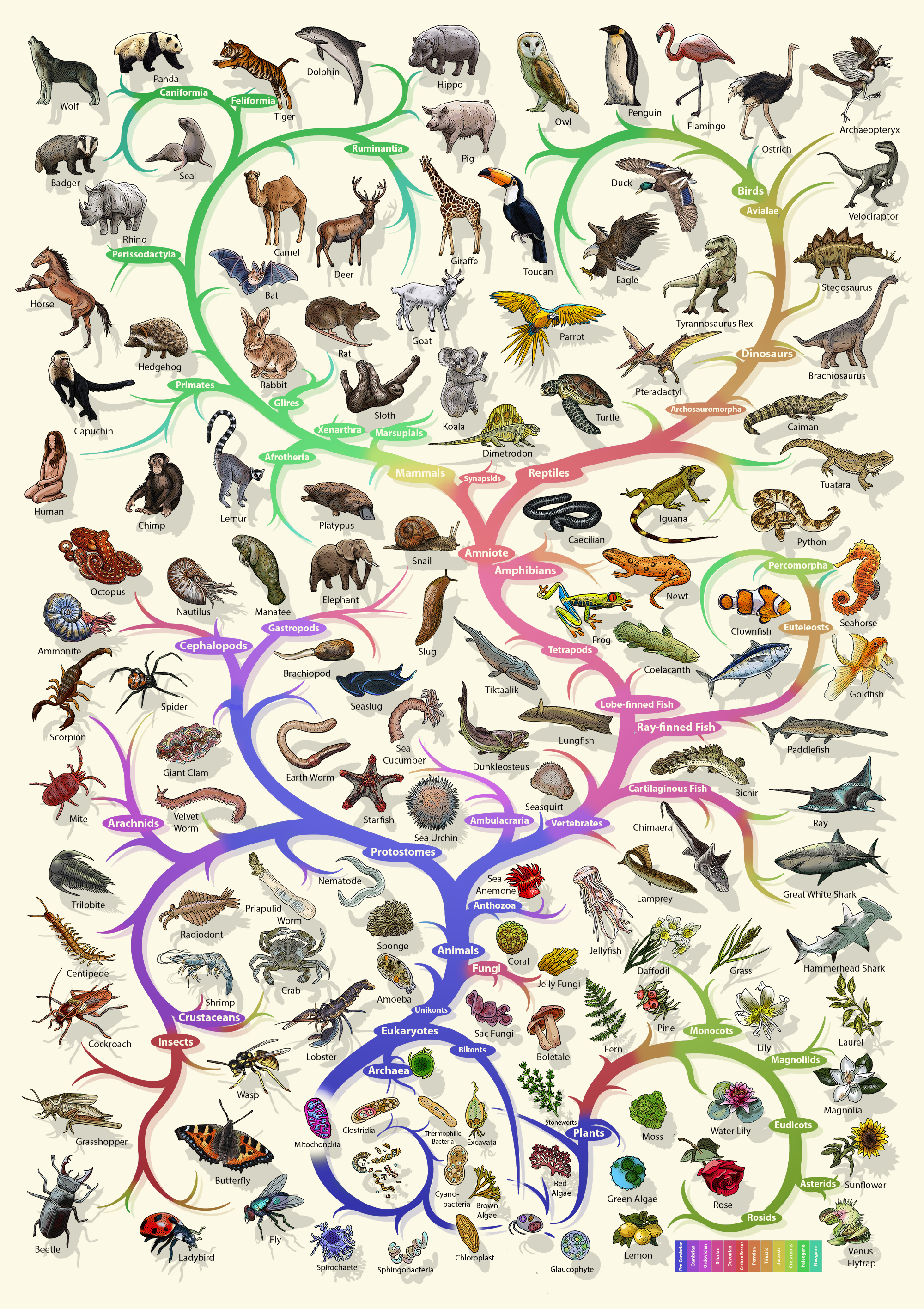 Evolution tree of life poster